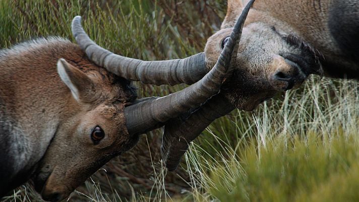 Cuaderno de campo - Cabra montés