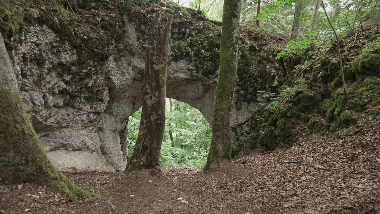 Somos documentales - Druidas: el misterio de la casta sacerdotal de los celtas - Documental en RTVE