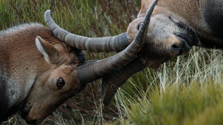 Tráiler - Cuaderno de campo: la cabra montesa con Juan Antonio Rodríguez Llano 