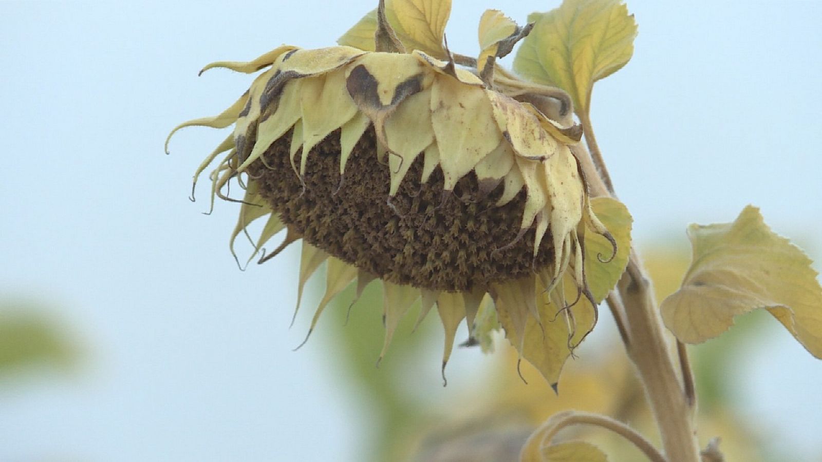 Repor / Las semillas del aceite - RTVE.es