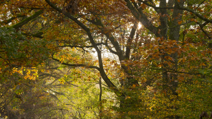 Turisme Rural al Món - Alemanya: El Parc Natural de Spessart
