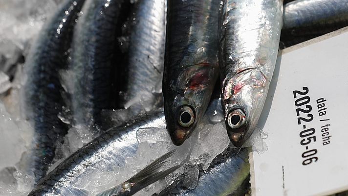 Telediario 1 - El veto de Bruselas a la pesca de fondo afectará a 500 buques y más de 2.500 pescadores españoles