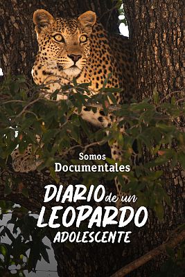 Somos Documentales - Diario de un leopardo adolescente