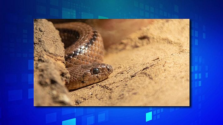 Saber y ganar - Saber y ganar. Edición de fin de semana - 01/10/22