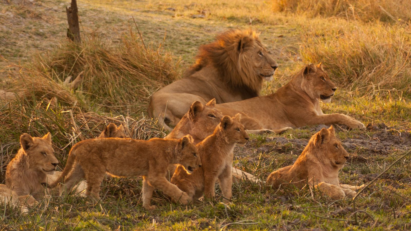 Somos documentales - Hermanos leones: de cachorros a reyes - ver ahora