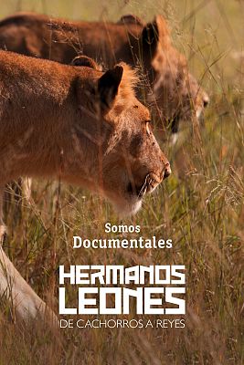 Somos documentales - Hermanos leones: de cachorros a reyes - Documental en  RTVE