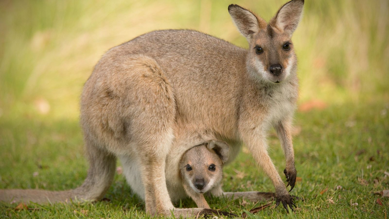 ¿Por qué las hembras de ualabí están embarazadas durante toda su vida?