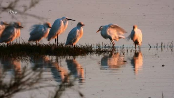 Reduce tu huella - visitamos el Parque Nacional de Doñana, avance