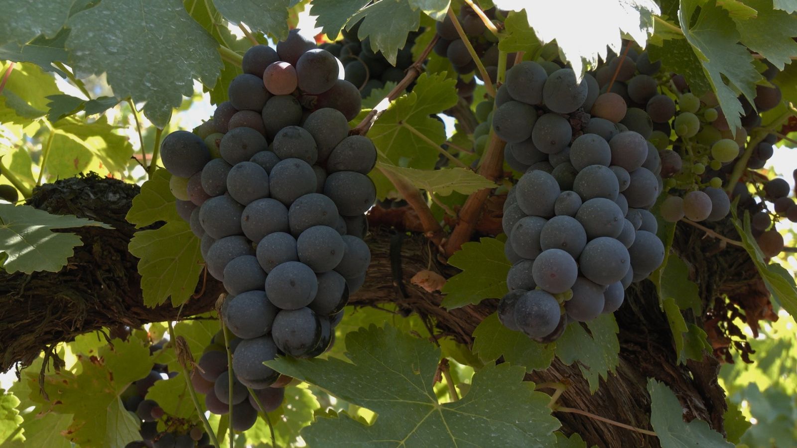 Aquí la Tierra - 29/09/22 - ver ahora