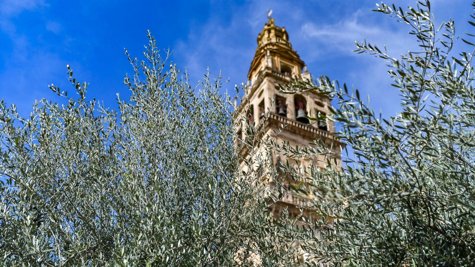 Los agricultores estiman que perderán el 70% de la producción del olivo por la sequía | Ver