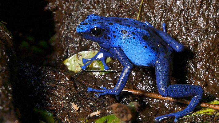 ¡Qué animal! - Colores