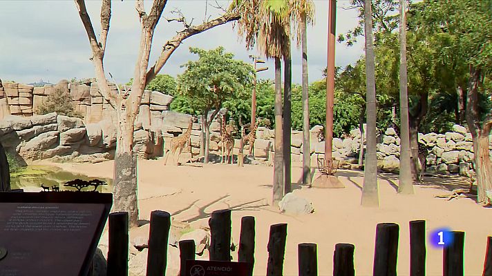 L'Informatiu - El Zoo de Barcelona encara el futur amb optimisme