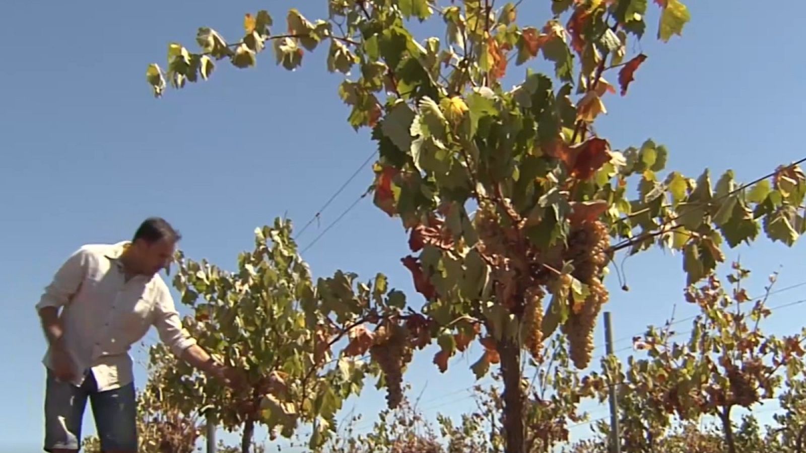 Viñedos en peligro por la sequía- RTVE.es | Ver