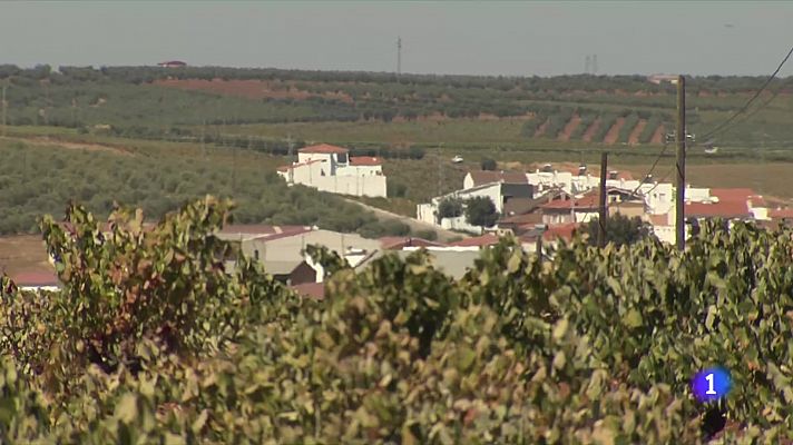 Telediario Fin de Semana - Viñedos en peligro por la sequía: "La situación es crítica"