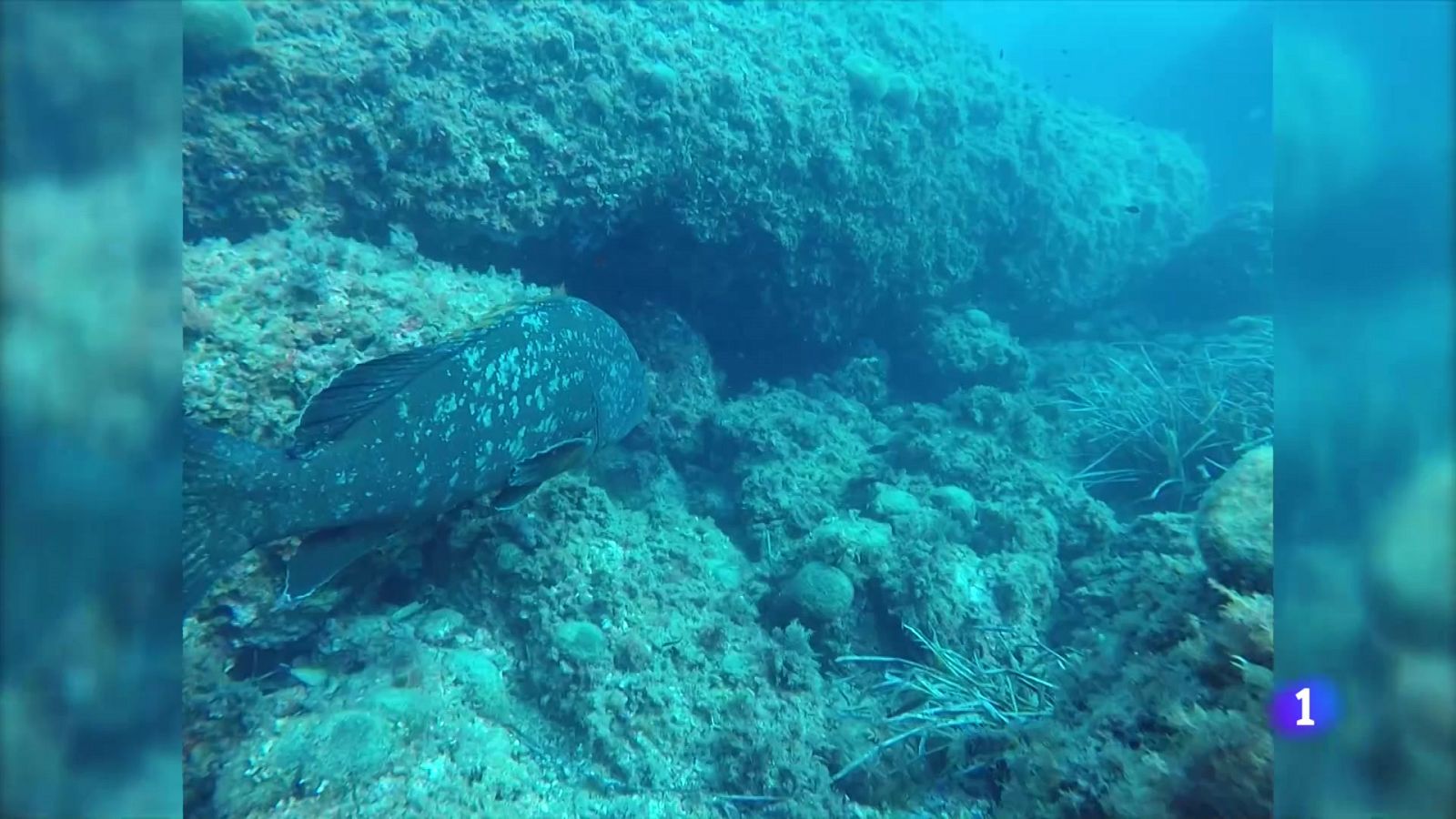 ¿Cómo obtener información sobre el fondo marino? ¿ RTVE.es