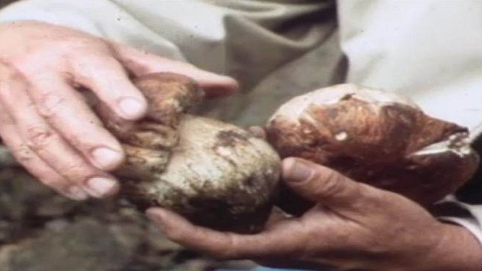 Arxiu TVE Catalunya - A l'abast de la mà - Bolets: el siureny