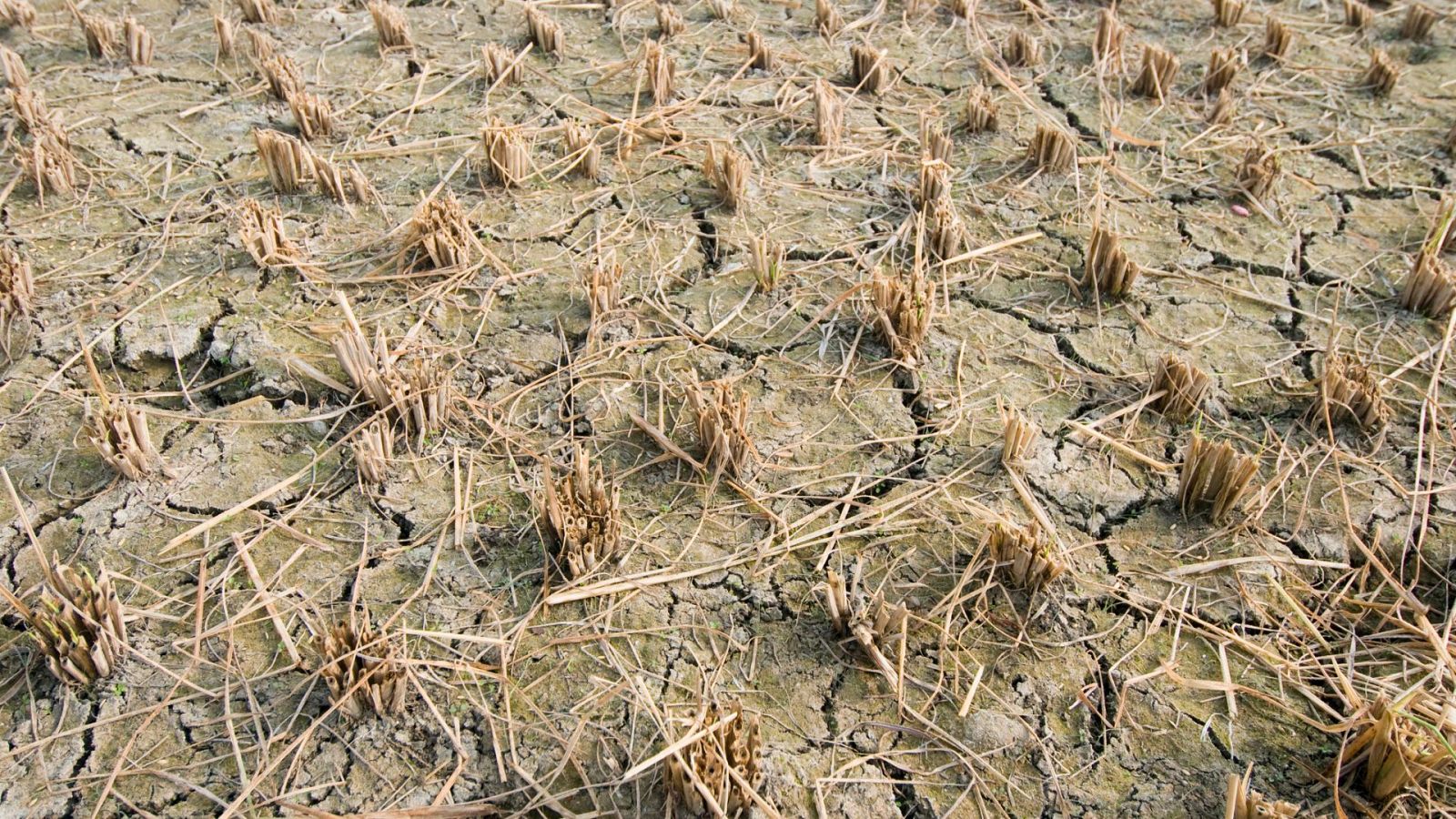 Valladares, biólogo del CSIC: "El problema de la sequía es la poca agua que cae y el derroche" - Ver ahora
