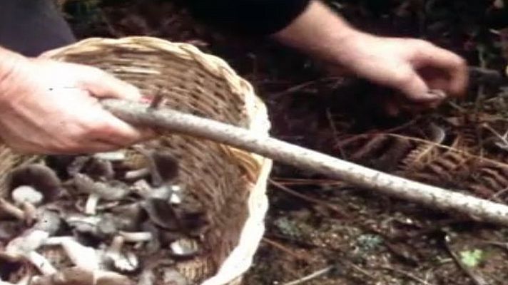 A l'abast de la mà - Bolets: el fredolic