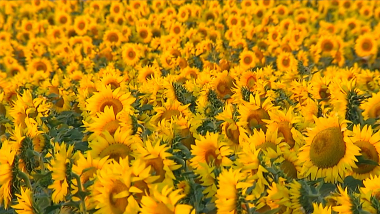 Repor - Las semillas del aceite - ver ahora