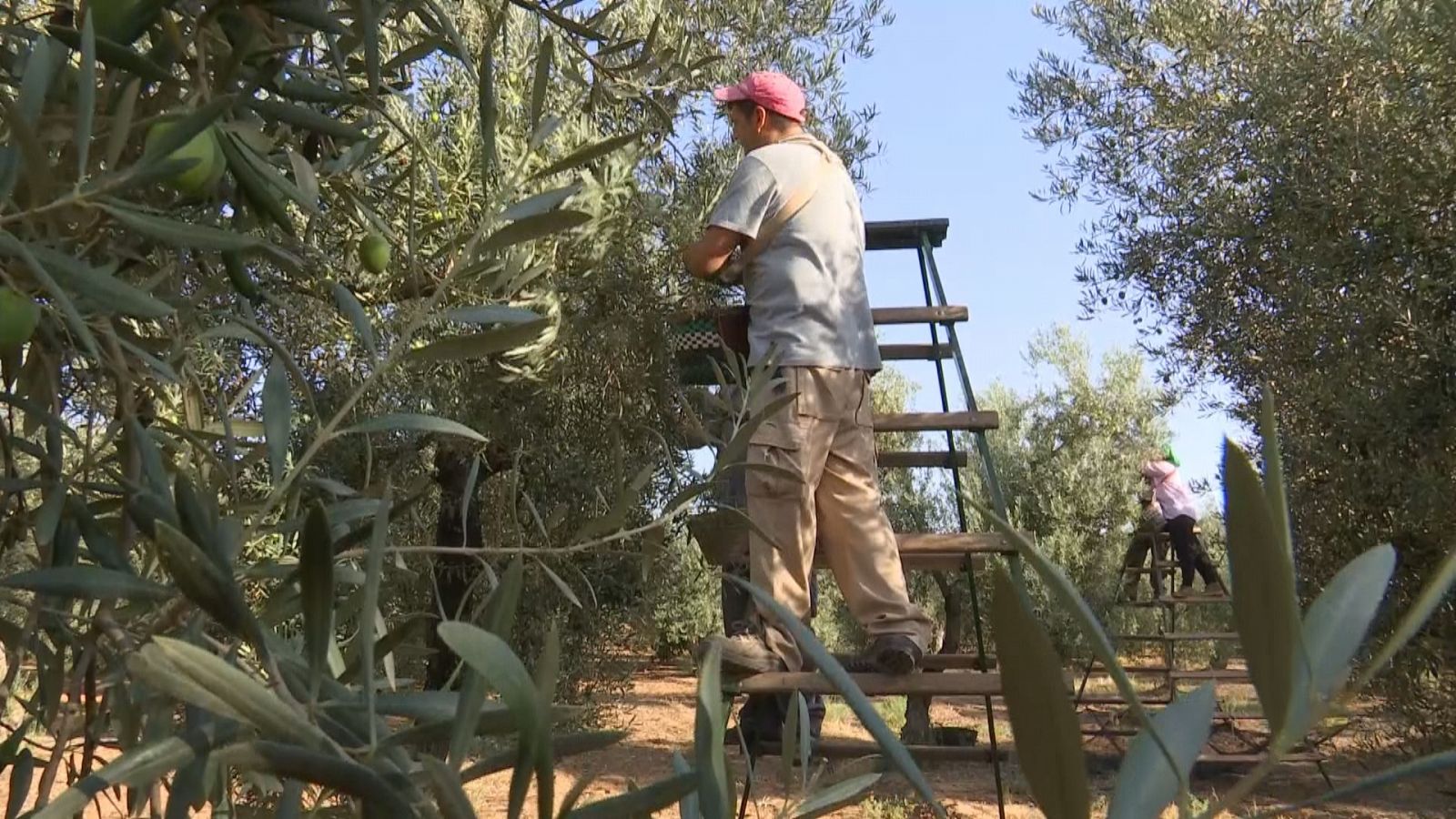 Presentado el Aforo del Aceite 2022 - Ver ahora