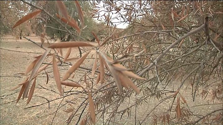 Efectos de la sequía en el olivar