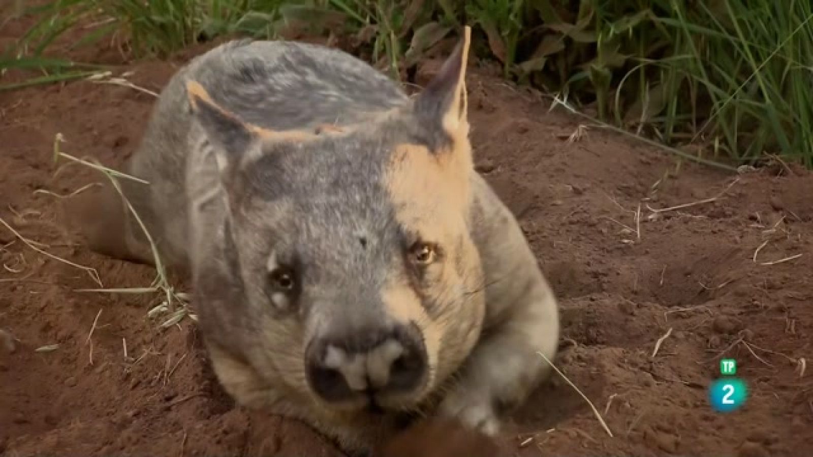 Som Documentals - Obrers de la natura: Maquinària pesant - Veure ara
