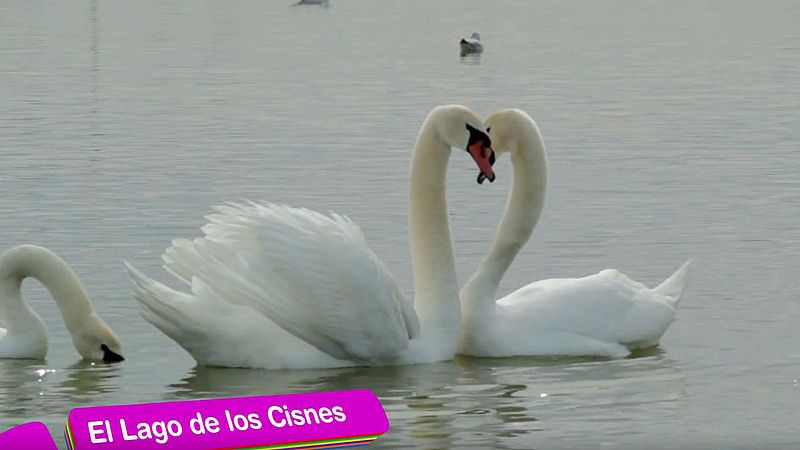 'El lago de los cisnes'