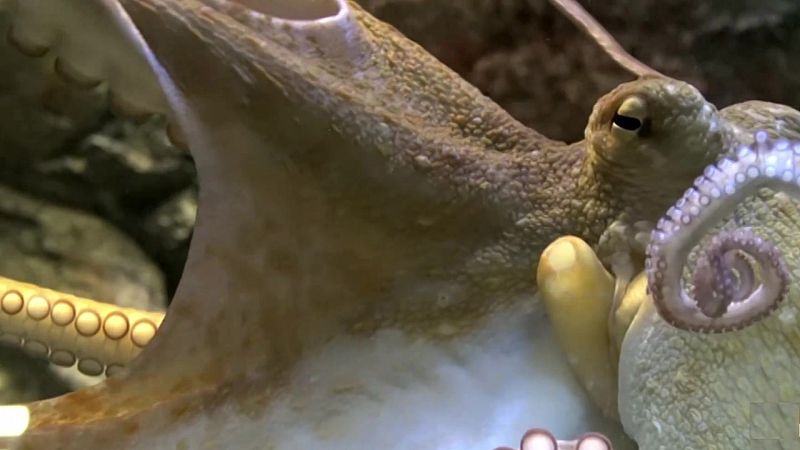 Objetivo Planeta - El pulpo, mucho m�s que ocho brazos - ver ahora