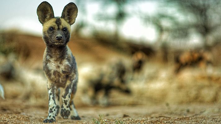 Lyca, el cachorro de licaon