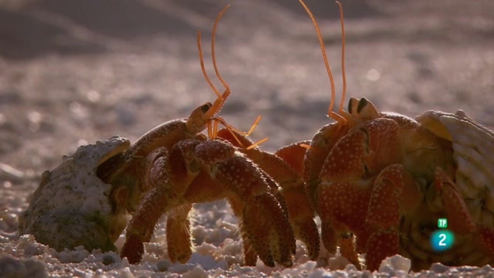 Som Documentals - Obrers de la natura: Mestres d'obres - Veure ara