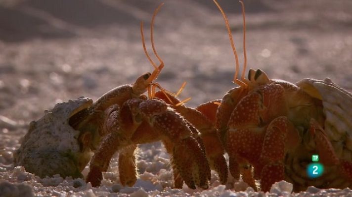 Som Documentals - Obrers de la natura: Mestres d'obres