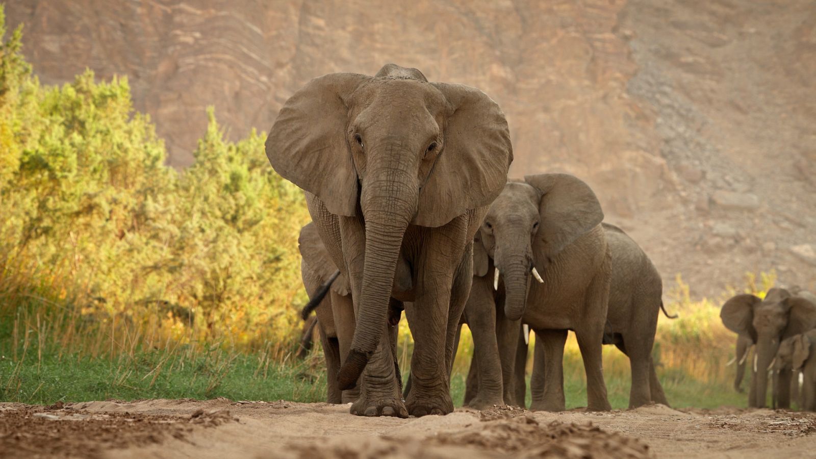 El Kalahari, la otra ley de la selva - Episodio 2 - ver ahora