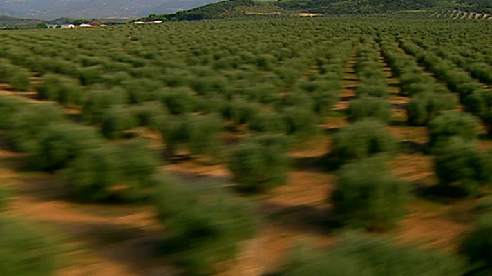 España, entre el cielo y la tierra - Entre olivos