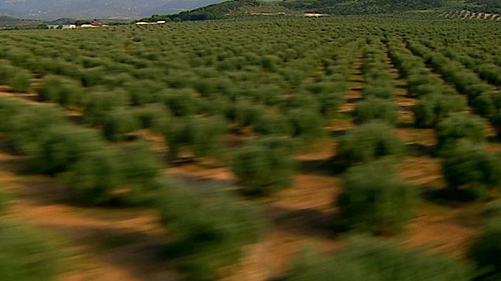 España, entre el cielo y la tierra - Entre olivos