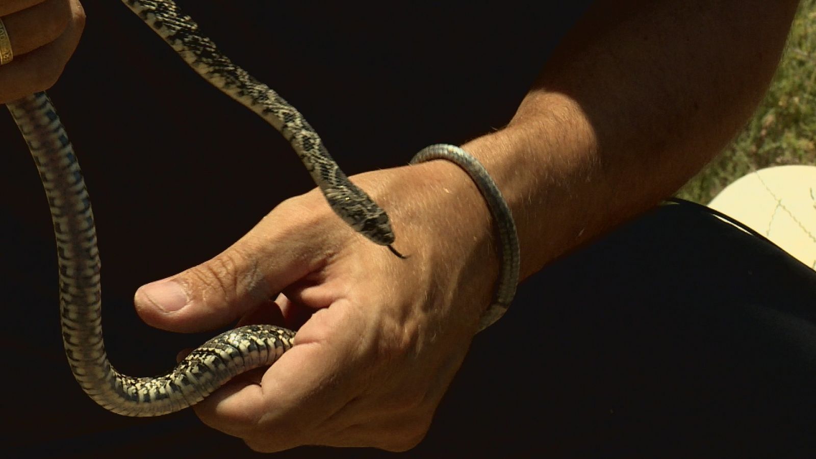 Repor / La suerte de las culebras - RTVE.es