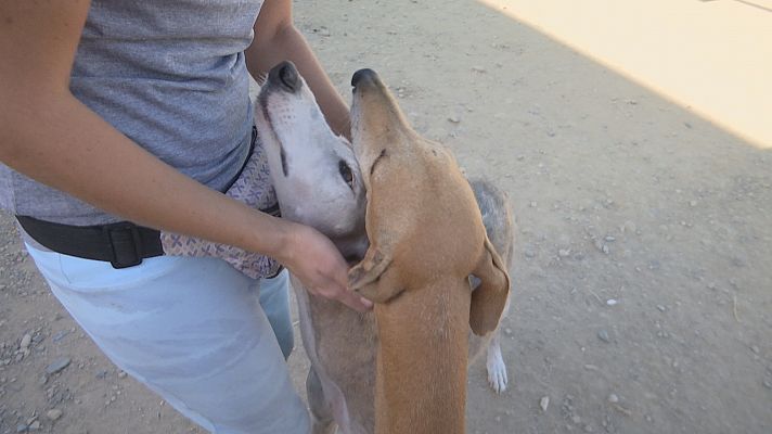 Noticias Andalucía - Sentencia ejemplar al maltrato animal