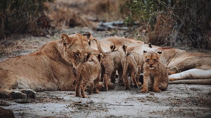 Chinga, el bebé de león