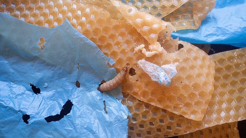 La saliva de los gusanos podría ayudar a descomponer el plástico y combatir la contaminación, según un estudio del CSIC