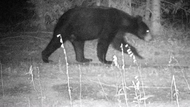 Un oso salvaje se pasea por Ponferrada