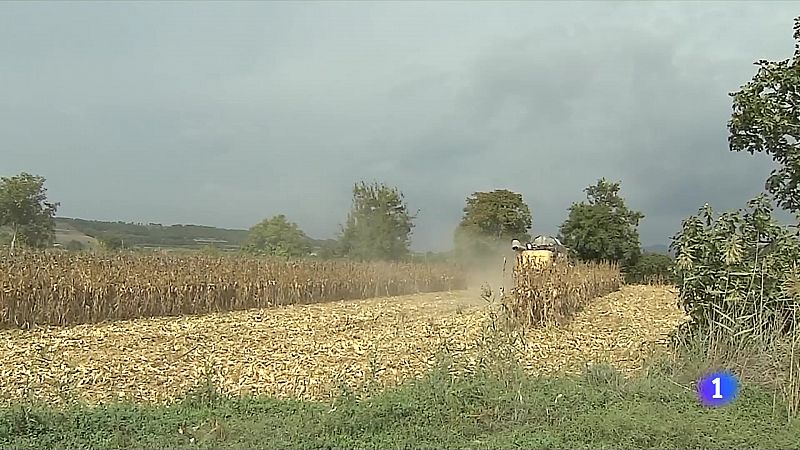 La collita de cereals, més curta per la calor