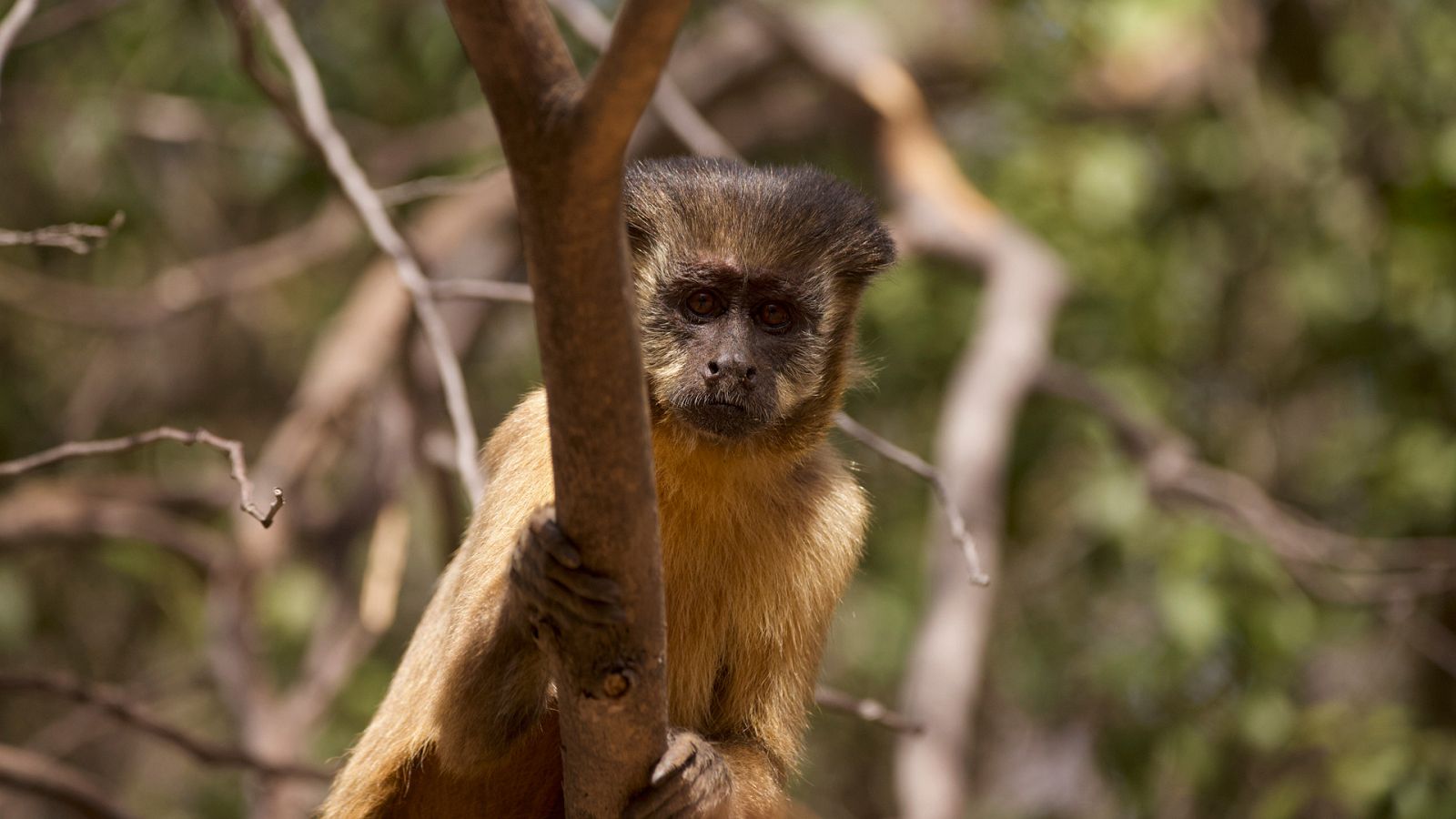 Nacido para ser salvaje - Chico, el bebé capuchino - Documental en RTVE