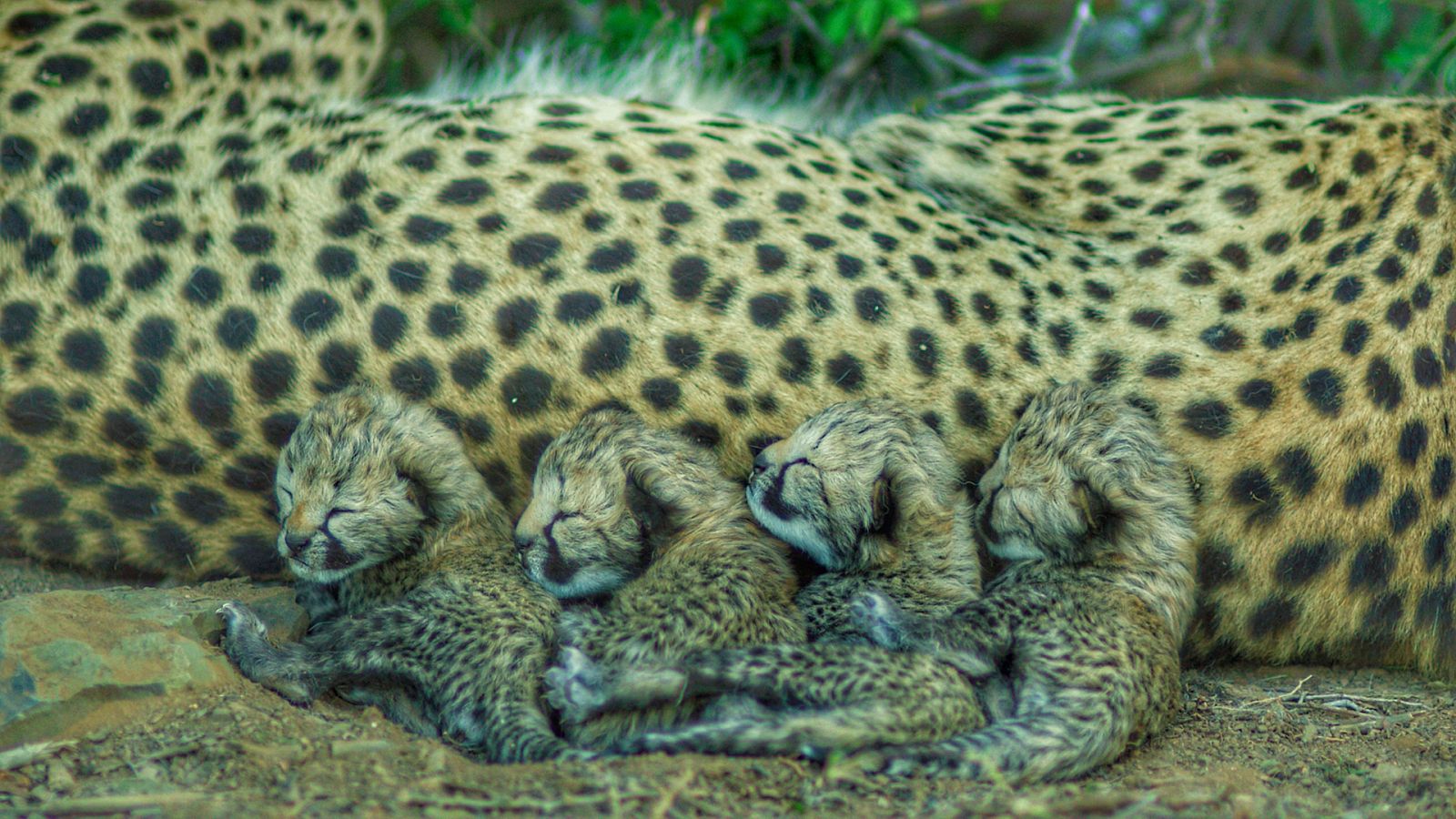 Nacido para ser salvaje - Usana, la guepardo nacida para ser salvaje - Documental en RTVE