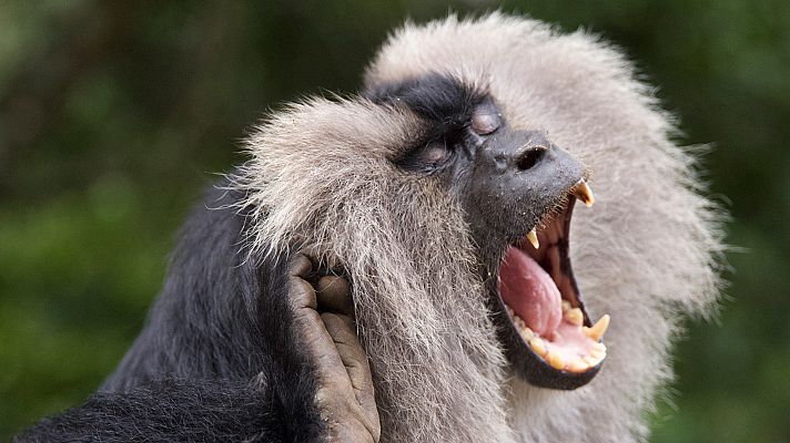 Ravi, el bebé macaco cola de león