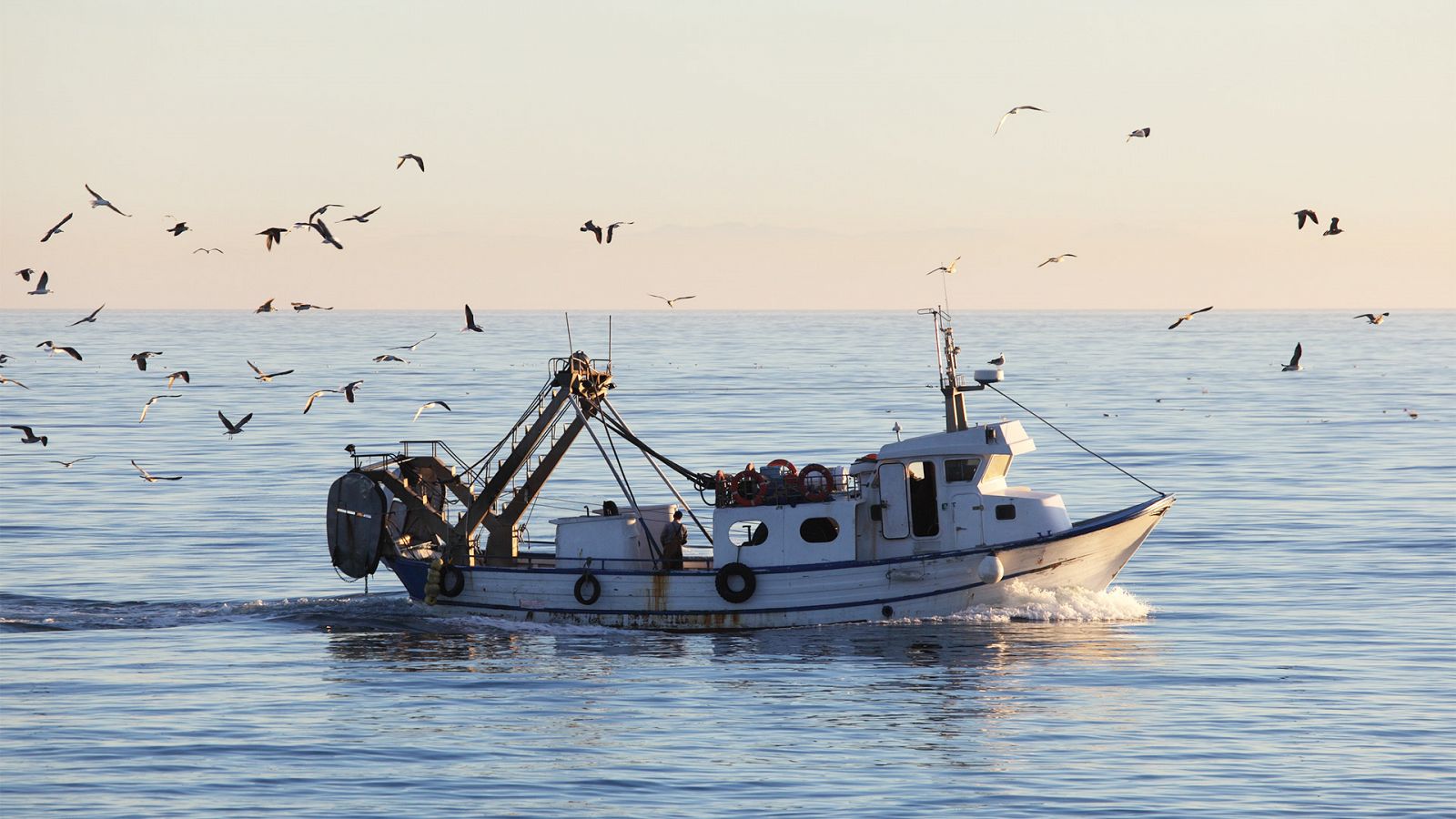 El futuro de la pesca en el escarabajo verde