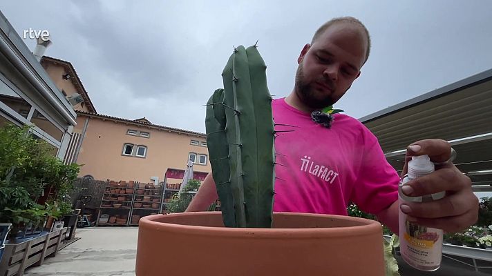 Com tenir cura dels cactus