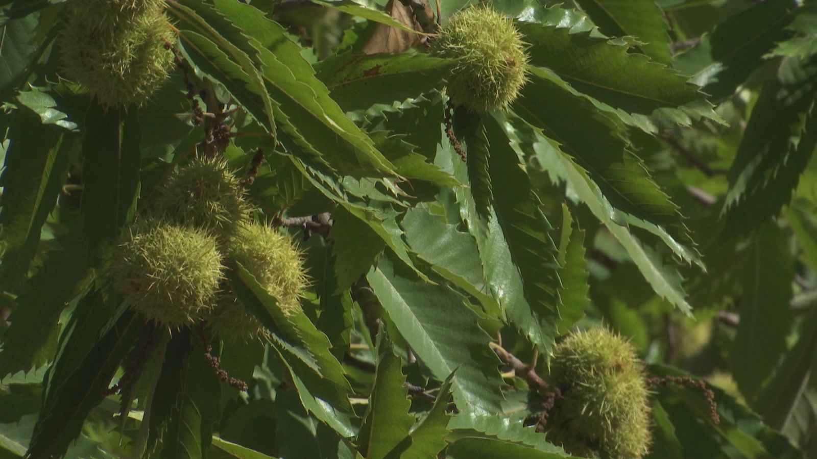 La poca lluvia afecta a las campañas - Ver ahora