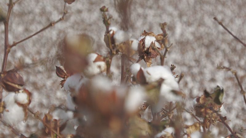 Campaña de algodón en Andalucía - Ver ahora