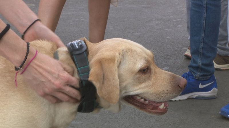 El sector de les mascotes, a l'alça