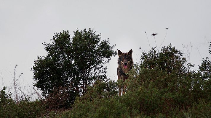 Lobo