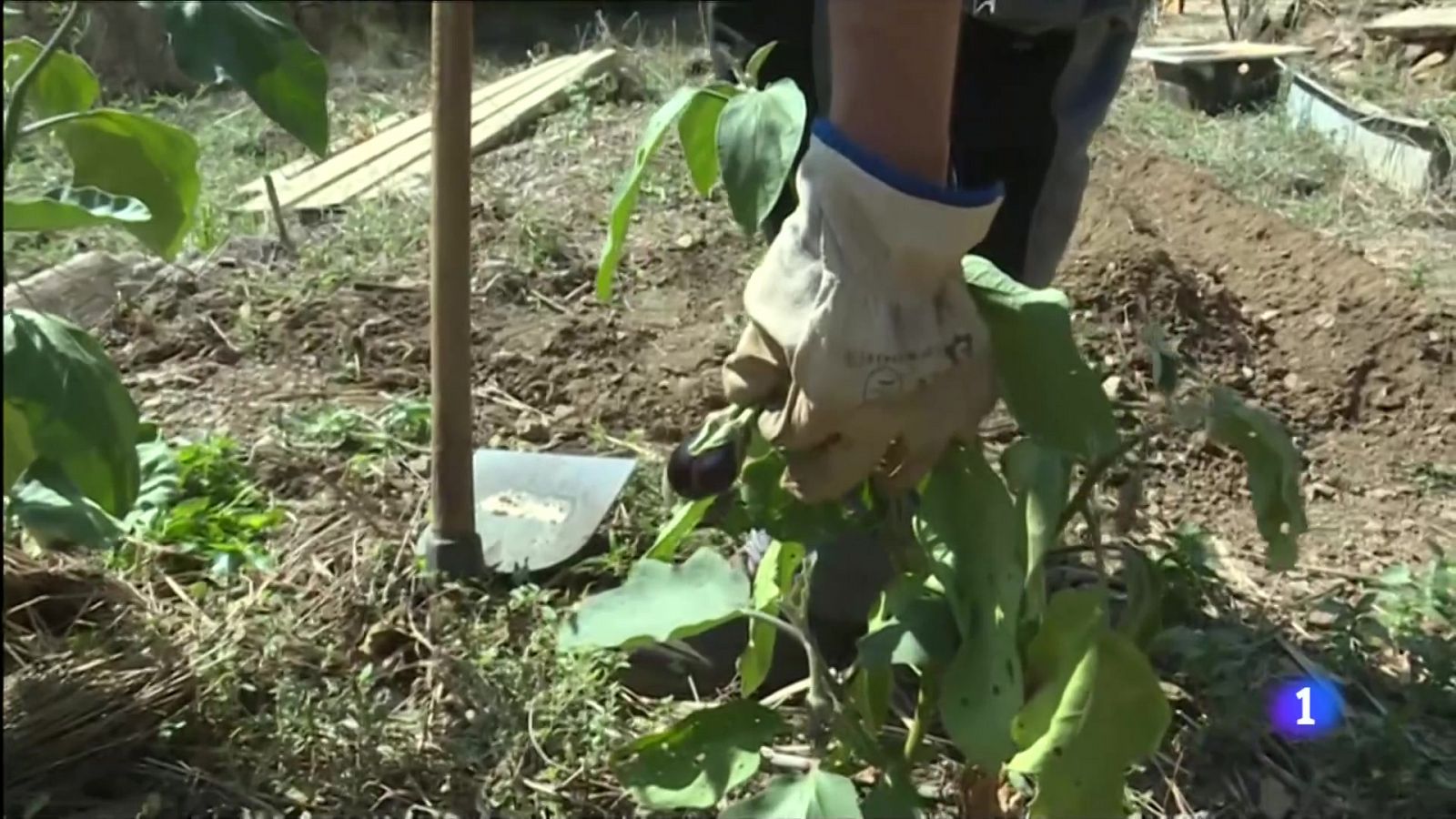 Ordre de desallotjament per l'Hort d'en Tomàs, a Barcelona